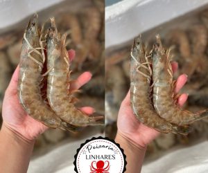 338499970_237442618702580_6909039424799182294_n