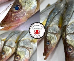 338770863_550101183921062_5701326863243904352_n