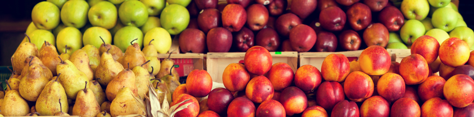 Modelo-Banner-Site-29